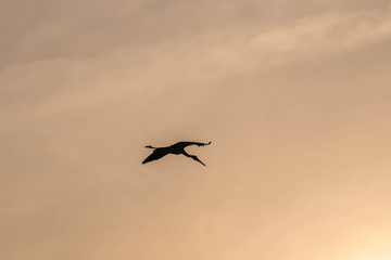 Asian Openbill Bird (Anastomus oscitans) Flying in the Sky at Thale Noi Waterfowl Reserve Lake, Thailand