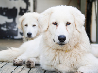 Maremma-Abruzzese Sheepdog