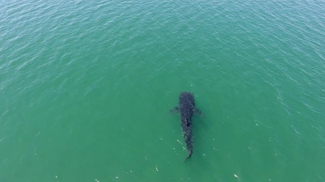 Drone aerials from a whale shark in La Paz bay, mexico.