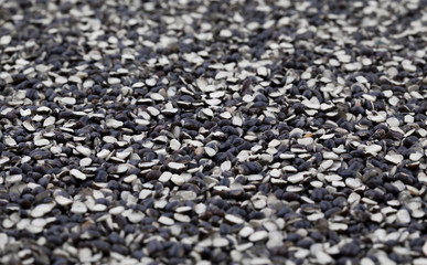 Split Black Lentil (Urad Dal) Filled in As Background