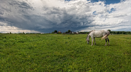 Naklejka na ściany i meble white horse closeup on background of landscape with fog and clouds in the blue sky. dawn in the mountains and green meadows of the summer season