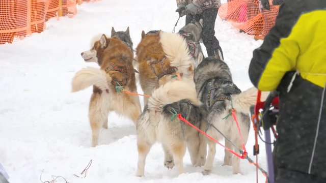 Team of husky sled dogs