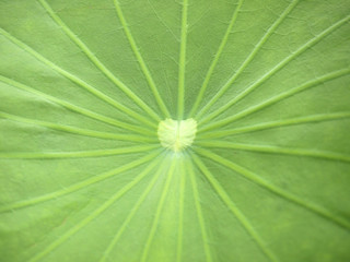 Close up of a lotus leaf