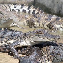 Fototapeta premium Crocodiles close up in Thailand