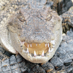 Obraz premium Crocodiles close up in Thailand