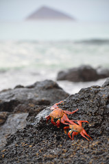 Sally lightfoot crabs (Grapsus grapsus) walk across volcanic rocks in the Galapagos Islands.