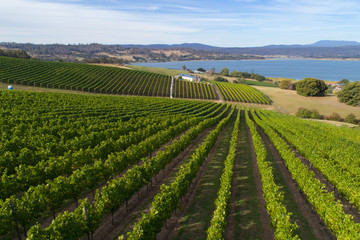 Fototapeta na wymiar Chardonnay Grape Harvesting