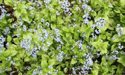 Jack Frost Brunnera macrophylla blue flowers and green leaves background