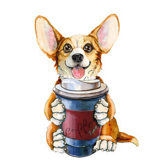 Picture of a dog of the Corgi breed. Red-haired puppy with tongue and big ears. with a cup of coffee in the paws. isolated on white background.
