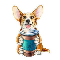 Picture of a dog of the Corgi breed. Red-haired puppy with tongue and big ears. with a cup of coffee in the paws. isolated on white background.
