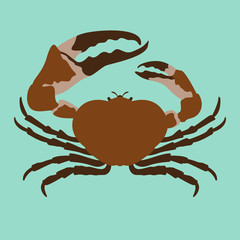  crab vector illustration flat style front side