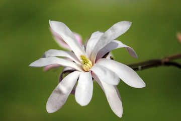 chinesische Magnolia