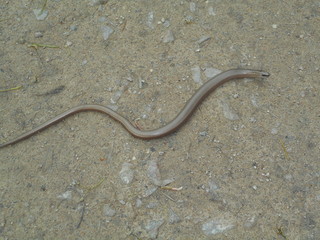 Blindschleiche