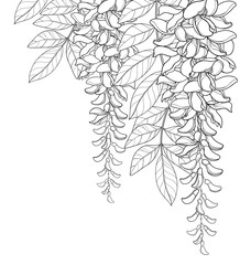 Vector corner bouquet of outline Wisteria or Wistaria flower bunch, bud and leaf in black isolated on white background. Blossom climbing plant Wisteria in contour for spring design or coloring book.