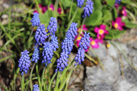 Fototapeta Gebirge Blumen