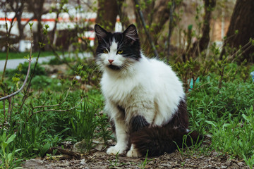 Naklejka na ściany i meble Beautiful homeless white with a black cat on the street hiding in the bushes on the flower bed