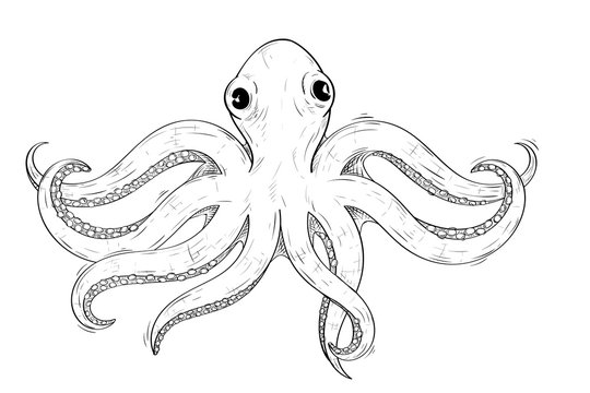 Octopus. Hand drawn sketch