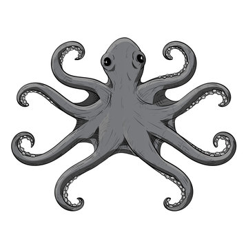 Octopus with symmetric tentacles. Gray hand drawn sketch