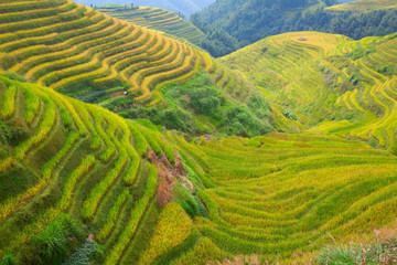 Longji Rice Terraces