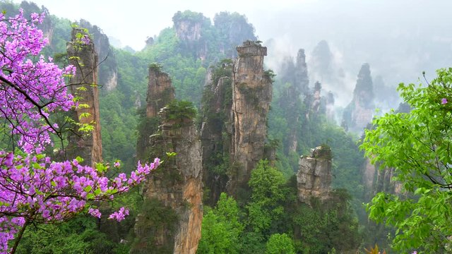 Zhangjiajie National Forest Park, Hunan Province, China. Avatar Floating Misty Mountains at springtime
