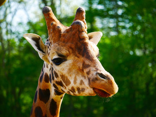 Girafe