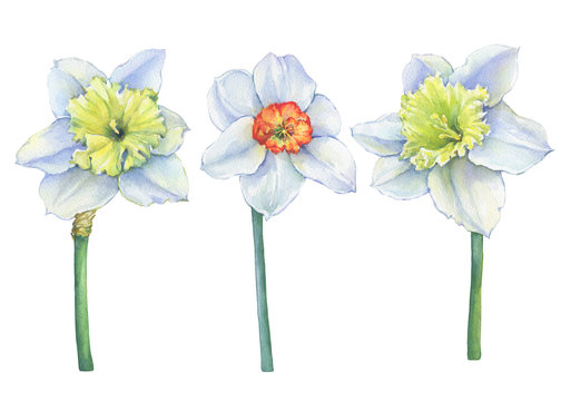 Set of narcissus (common names daffodil) with yellow flowers. Floral botanical picture. Hand drawn watercolor painting illustration isolated on white background. 