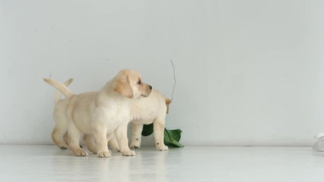 Three puppies playing with a leaf