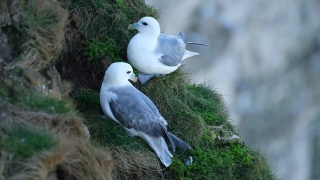 The fulmars are tubenosed seabirds of the family Procellariidae. The family consists of two extant species and two extinct fossils from the Miocene. Fulmars superficially resemble gulls.