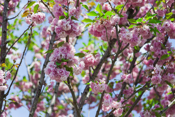 sakura japanese flower tree in nature