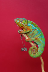 alive chameleon reptile