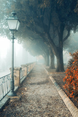 A misty morning autumn landscape, an old park foggy alley. Great oak tree park alley