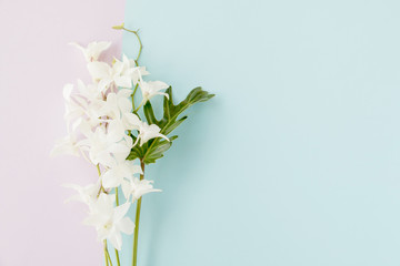 White orchid on two tone paper background - 202724129