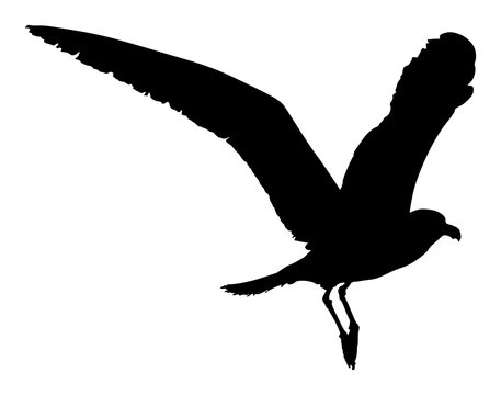 Seagull fly vector silhouette on white background, wings spread. Bird fly silhouette.