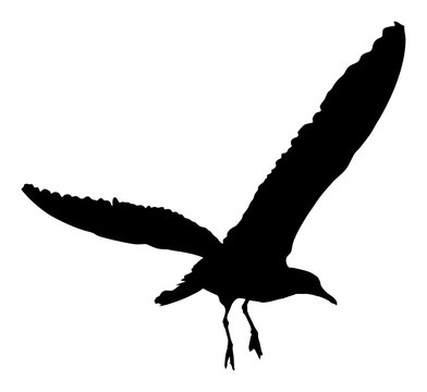 Seagull fly vector silhouette on white background, wings spread. Bird fly silhouette.