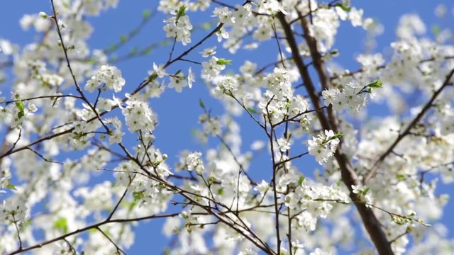 Closeup view of beautiful white flowers at branches of fruit trees isolated at sunny bright blue sky background on sunny spring day outdoors.