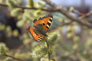 butterfly on a tsetushchy tree