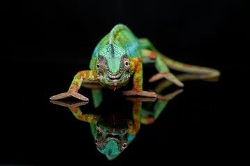 Zelfklevend Fotobehang alive chameleon reptile © svetography