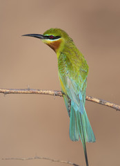 Blue tailed bee eater