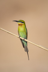 Blue tailed bee eater