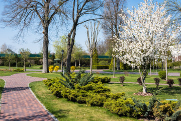 Green spring sunny city park with road and beautiful trees alley