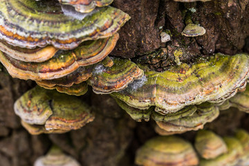 Polypores in golden green colours connected to the trunk of a tree