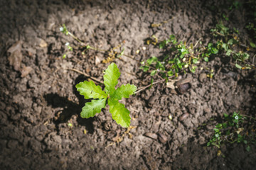 Young oak tree - new beginnings concept.