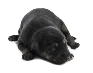 Indian Street Small Dog Also Know as Puppy Dog or Black Puppy Dog isolated on White Background