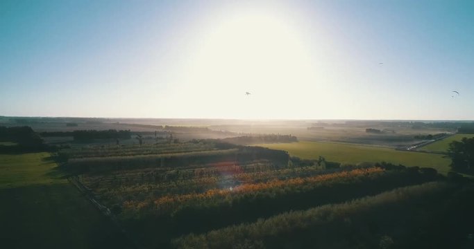 parapente volando sobre plantas y autos