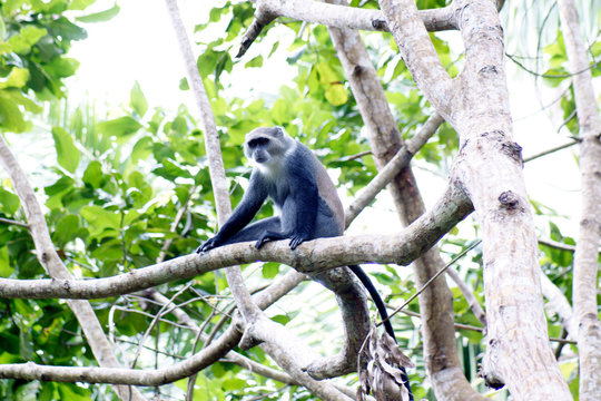 Colobusaffen auf Sansibar