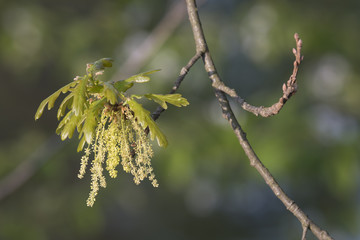 Oak blossoms on leaves with leaves.