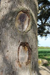 Sapin, La sève, tronc d'arbre, arbre, nature, campagne