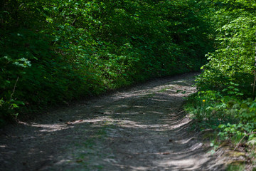 Fototapeta na wymiar Turning a path in the forest