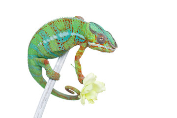 Fototapeta premium alive chameleon reptile
