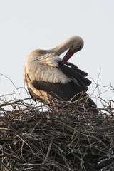 White stork in the nest.